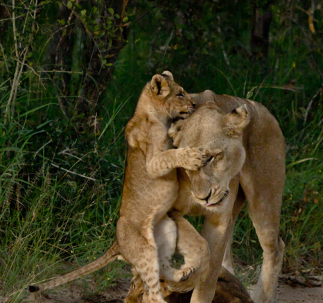 Cub Dance 3 Cub Dance 3