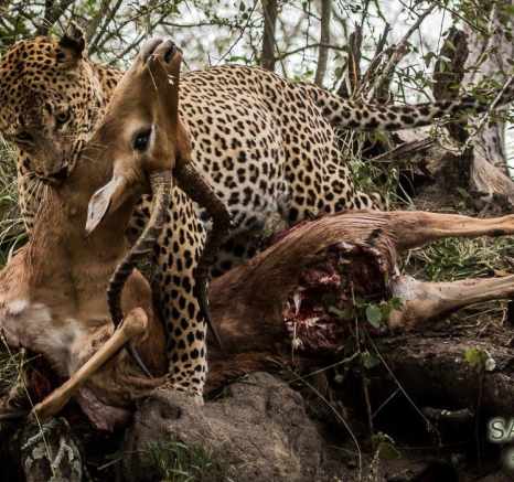 15Kevan Dobbie Maxabeni 020518 4 Final 15Kevan Dobbie Maxabeni 020518 4 Final