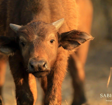 27 Ally Ross Young Buffalo 15082018 Final