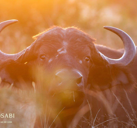 13Kevin Van Der Linde Buffalo 02052019 3 Final