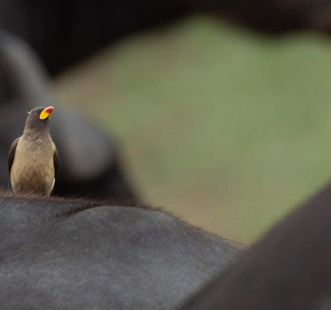 A11Graeme Stewart Yellow Billed Oxpecker 271221 Final A11Graeme Stewart Yellow Billed Oxpecker 271221 Final