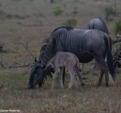 A03Jason Street Wildebeast 261122 . Final