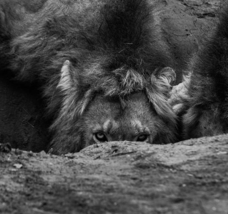 04Blog Lion3 04Blog Lion3