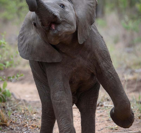 17Mike Palmer Ellies 160116 4 17Mike Palmer Ellies 160116 4