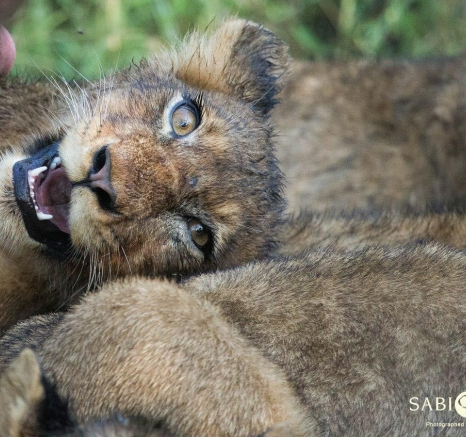 11Kevan Dobbie SP Kill 5 Final