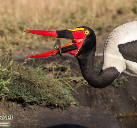 10Franscois Rosslee SBStork3 Final