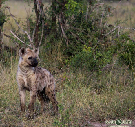 21Louise Murray Hyena Final 21Louise Murray Hyena Final