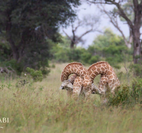 06Louise Murray Giraffe 29032019 4 Final 06Louise Murray Giraffe 29032019 4 Final