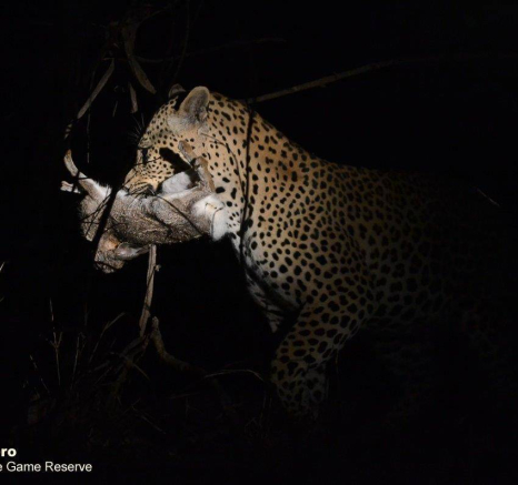 16Ronald Mutero Leopard 03102019 10 Final 16Ronald Mutero Leopard 03102019 10 Final