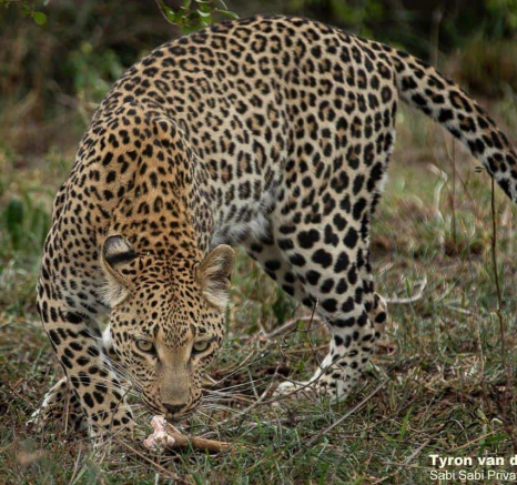 43Tyron Van Der Walt Ntsumi 101120 2 Final 43Tyron Van Der Walt Ntsumi 101120 2 Final