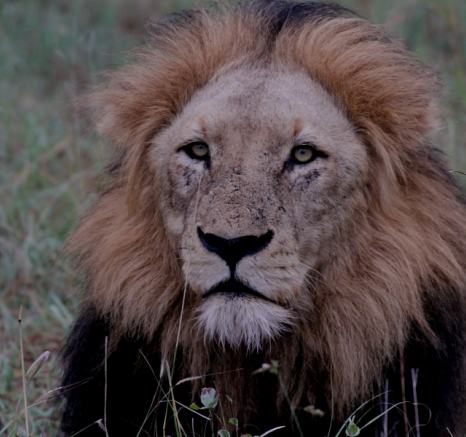 Kruger Male Lions 3 Kruger Male Lions 3