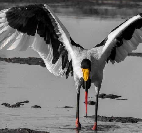 32Sheldon Hooper Sadlebill Stork 2 32Sheldon Hooper Sadlebill Stork 2