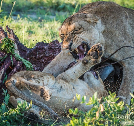 07Terry Ennever Hunger Games7 Final