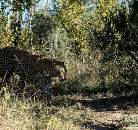 08Sheldon Hooper WD Cub 21 05 13 Final 08Sheldon Hooper WD Cub 21 05 13 Final