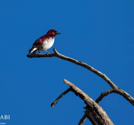 13Kyle Violet Backed Starling 1 Final 13Kyle Violet Backed Starling 1 Final