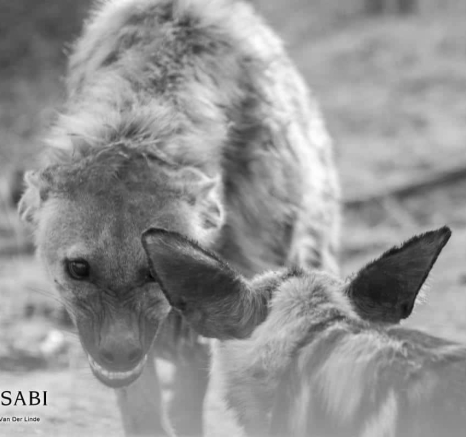 24Kevin Van Der Linde Wild Dog And Hyena 11102018 Final 24Kevin Van Der Linde Wild Dog And Hyena 11102018 Final