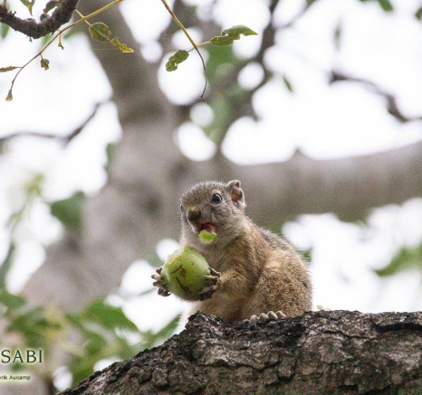 28Frederik Aucamp Tree Squirrel 03 03 2019 1 Final 28Frederik Aucamp Tree Squirrel 03 03 2019 1 Final