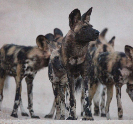 18Louise Murray Wild Dogs 04062020 4 Final