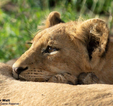 19Tyron Van Der Walt Mangheni Pride 040121 2 Final