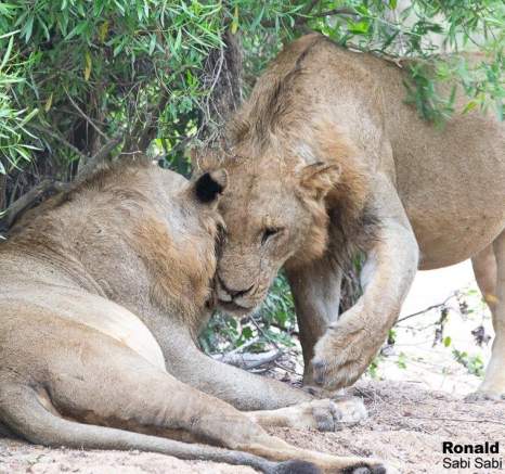 A31ronald Mutero Uknown Lions 12042022 4 Final