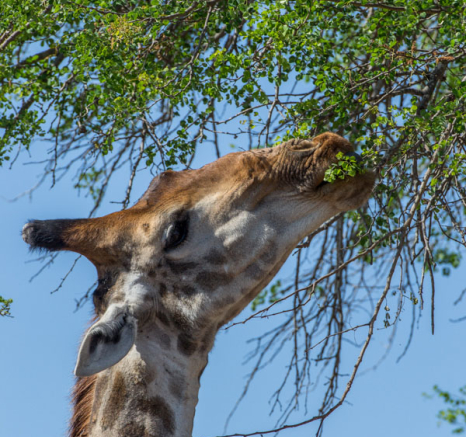Giraffe Profile Giraffe Profile