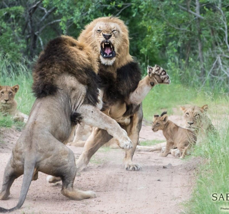 37Terry Ennever Charlstons Fight 15117 1 Final