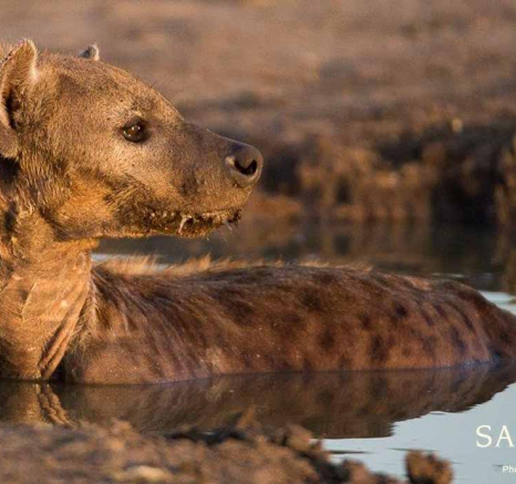 16Terry Ennever Wild Dog Hyena 9118 4 Final 16Terry Ennever Wild Dog Hyena 9118 4 Final