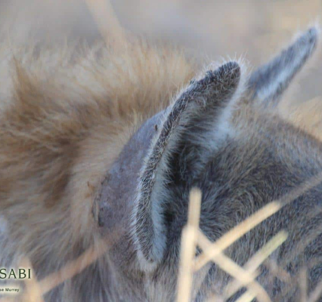 05Louise Murray Hyena 22072018 2 Final