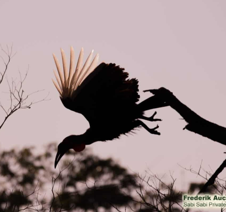 04Frederik Aucamp Southern Ground Hornbill 02 Final 04Frederik Aucamp Southern Ground Hornbill 02 Final
