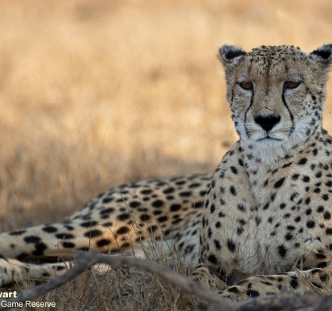 A20Graeme Stewart Male Cheetah 050821 Final