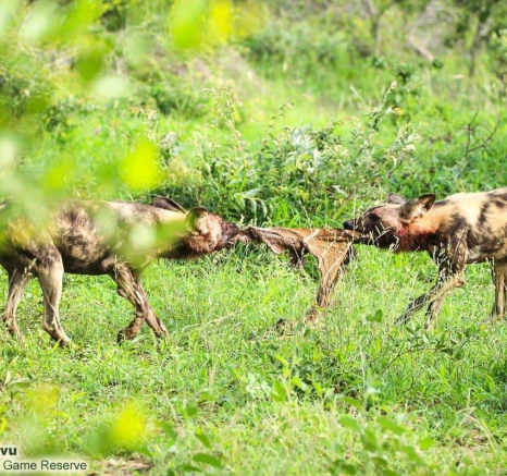 41andries Ndlovu Wild Dogs 18.1.20 3 Final 41andries Ndlovu Wild Dogs 18.1.20 3 Final