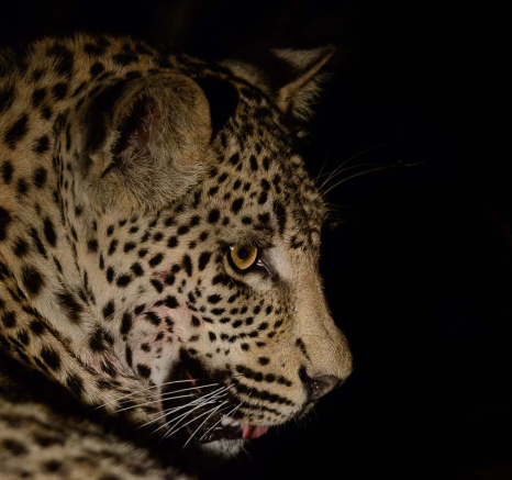 07Mike Palmer WD Cub 091215 3