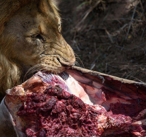 14Mike Palmer Big Boy 4 050316