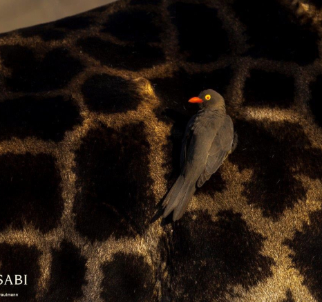 27Kyle Pecking Giraffe Final