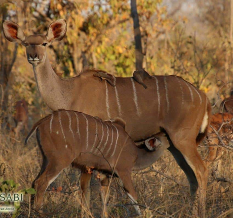 03Conrad Zeelie Kudu Suckle Final