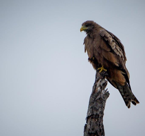 12Mike Palmer Yellow Billed Kite Final 12Mike Palmer Yellow Billed Kite Final