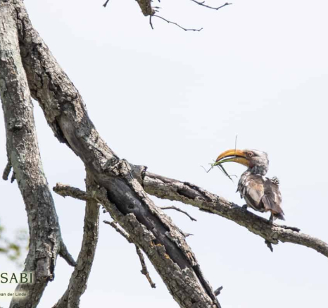 05Kevin Van Der Linde Southern Yellow Billed Hornbill Blog 4 Final