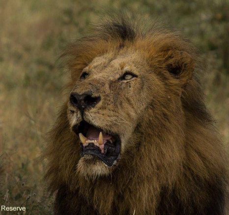 18Amy Roberts Lion 3 Birmingham 220320 Final