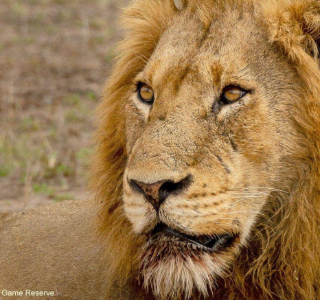 32Amy Roberts Lion Nwaswishaka 2 060920 Final 32Amy Roberts Lion Nwaswishaka 2 060920 Final