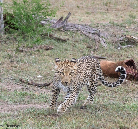 38ronald Mutero Tsumi And Hyena 10112020 6 Final 38ronald Mutero Tsumi And Hyena 10112020 6 Final