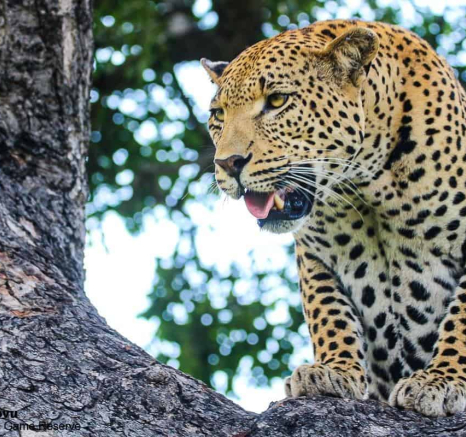 23andries.ndlovu Leopard.whitedam 19.2.20 1 Final 23andries.ndlovu Leopard.whitedam 19.2.20 1 Final