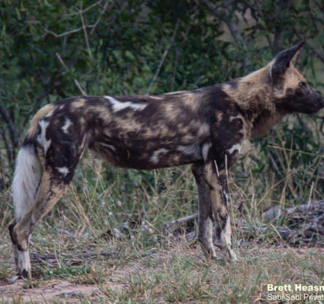 04Brett Heasmna Wild Dogs 14042020 Final