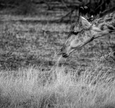 Mike Palmer Giraffe Drinking 3