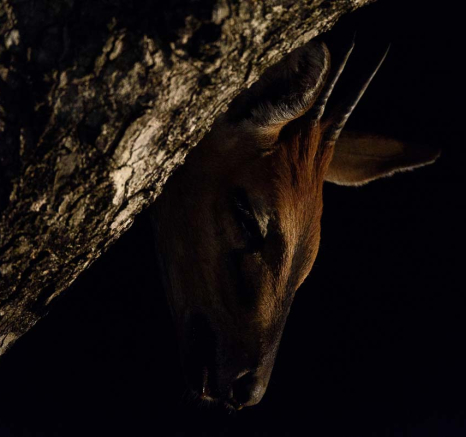 Mike Palmer Hlarulini 070316 9 Mike Palmer Hlarulini 070316 9