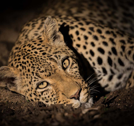 13Pravir Patel Leopard01 150316