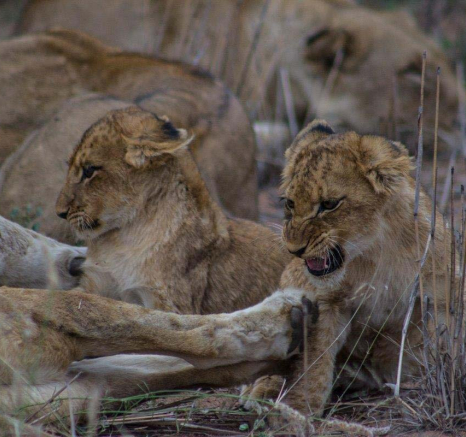 03Tayla McCurdy Hungry Cubs 8 May 16 2 Of 3 03Tayla McCurdy Hungry Cubs 8 May 16 2 Of 3