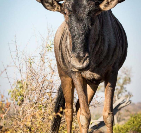 28Franscois Rosslee Gnu1 1 Of 1 28Franscois Rosslee Gnu1 1 Of 1