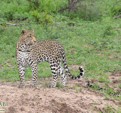 25Franscois Rosslee Tatoa Final 25Franscois Rosslee Tatoa Final