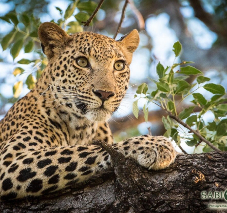 20Terry Ennever Kigelia 29317 3 Final 20Terry Ennever Kigelia 29317 3 Final