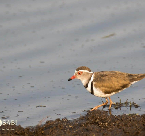 35Kevin Van Der Linde 3 Banded Plover 2292018 Final 1 35Kevin Van Der Linde 3 Banded Plover 2292018 Final 1